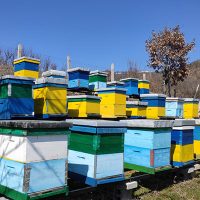 Apiary web Apiary