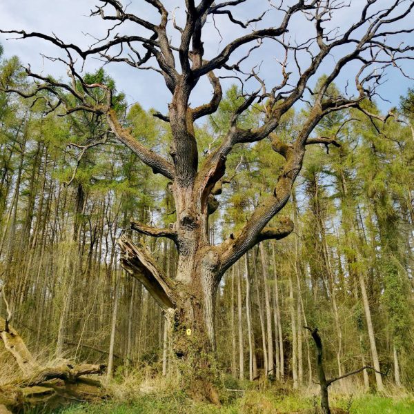 2. Kim Lüdtke: What what does this old oak tree have to tell?