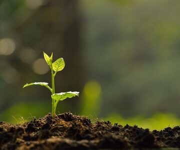 seedling
