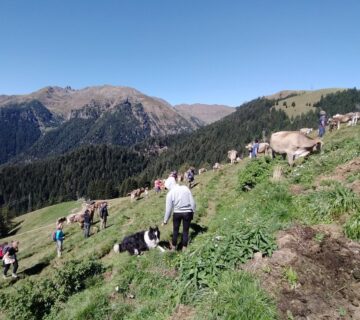 11 - Cows at pasture