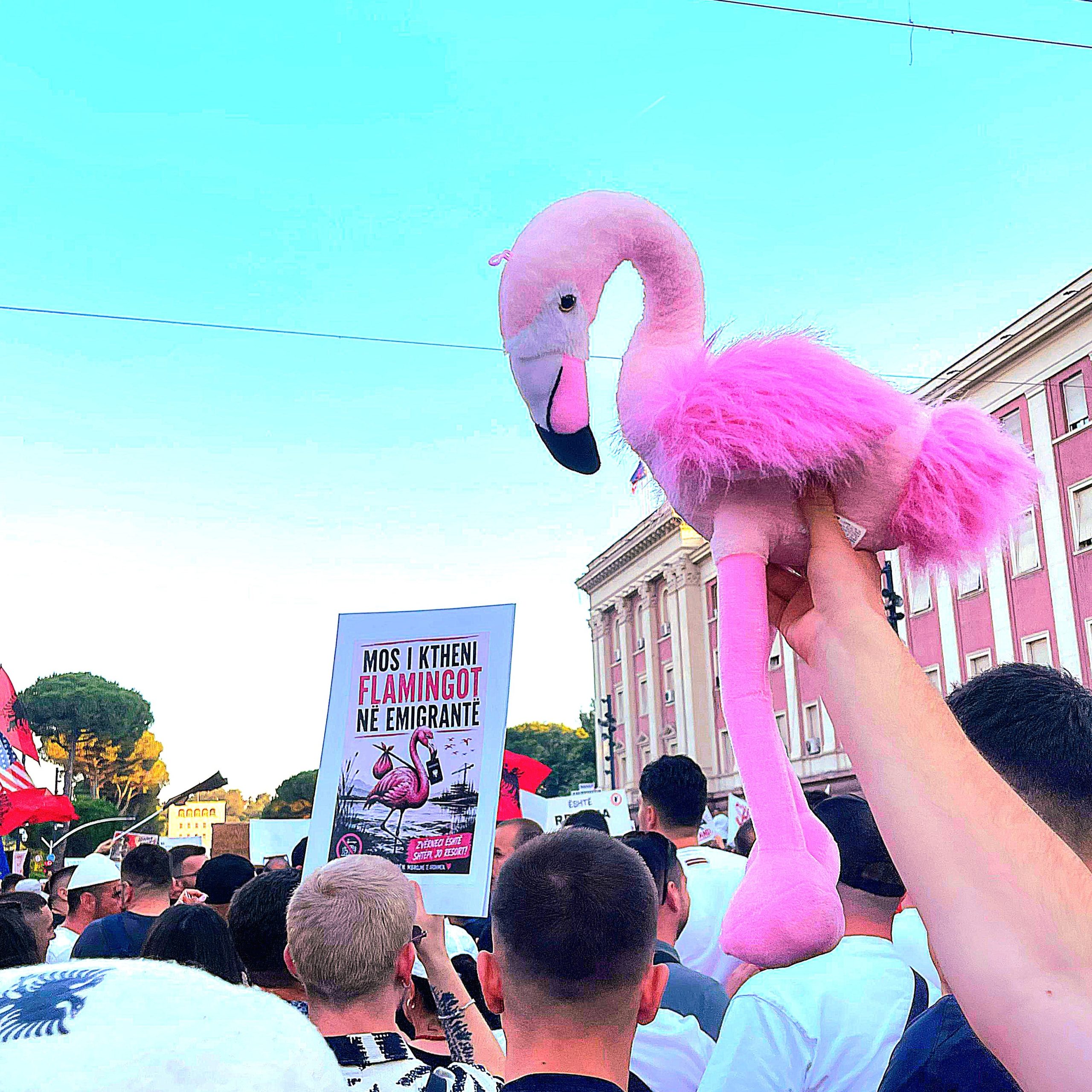 Orkida Ruci flamingo protest