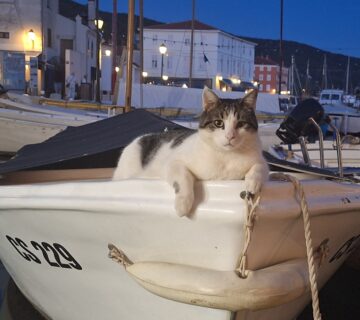 Sladic bili keeping an eye on cres harbour 360x320