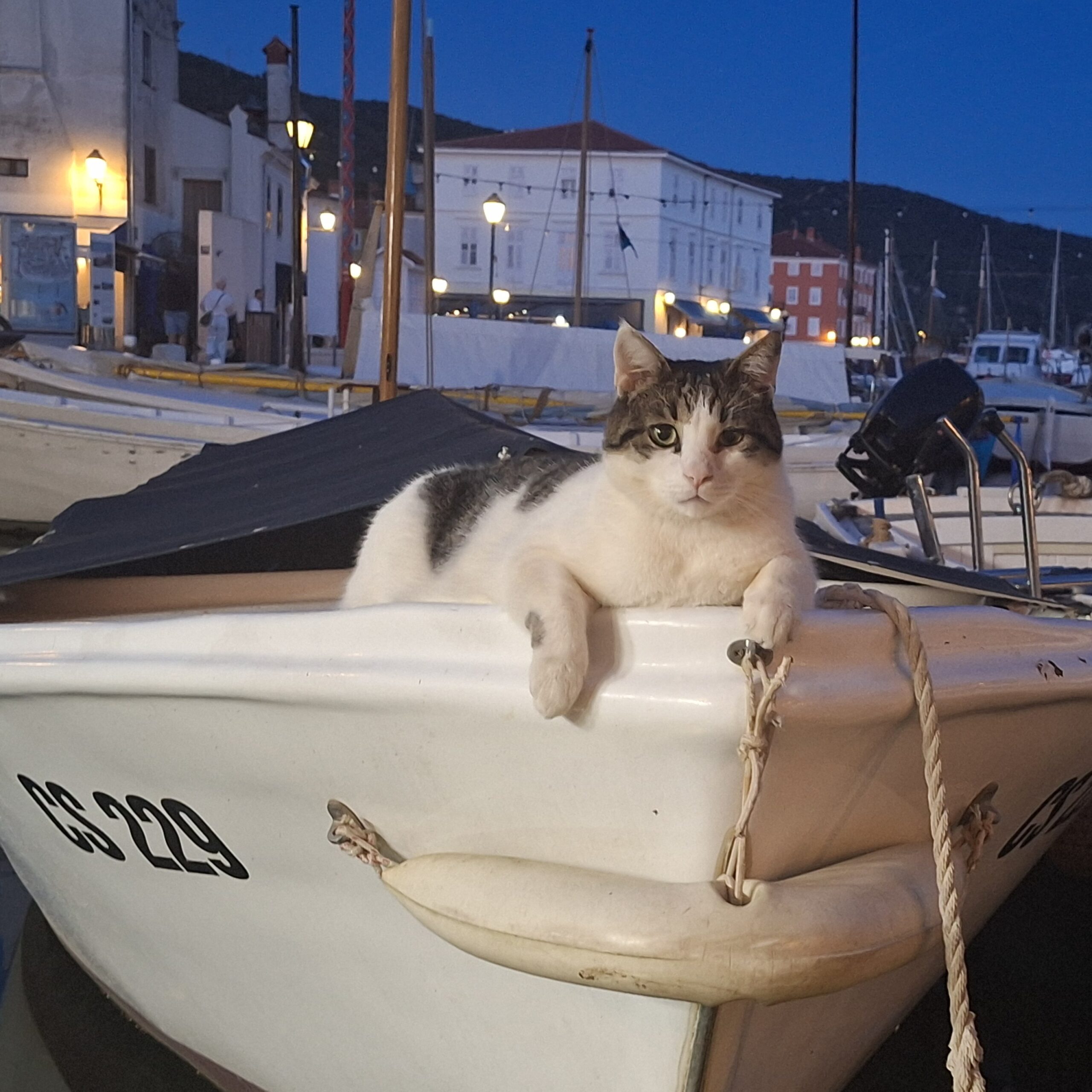 Sladic bili keeping an eye on cres harbour
